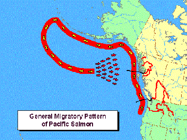 Pacific Salmon Migration Map Delaware County Ohio Map